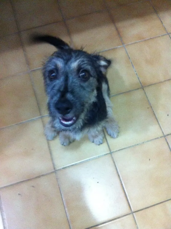 Cachorro ra a SRD idade 2 a 6 meses nome Estopinha