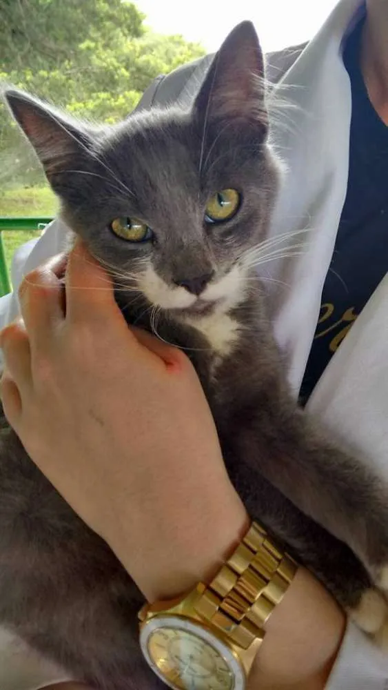 Gato ra a SRD idade 1 ano nome Evaristo