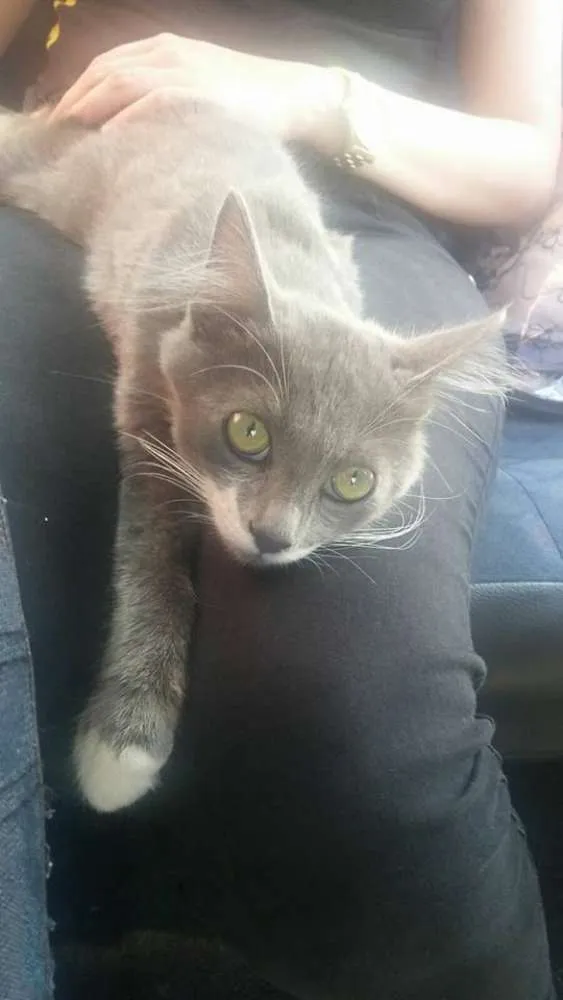 Gato ra a SRD idade 1 ano nome Evaristo