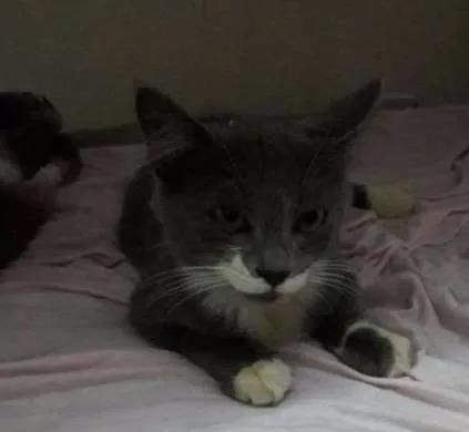 Gato ra a SRD idade 1 ano nome Evaristo