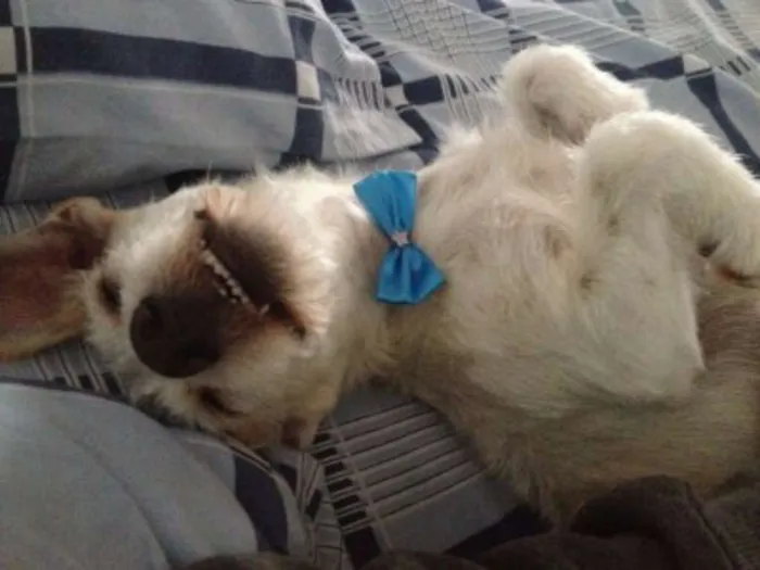 Cachorro ra a Vira-lata idade 1 ano nome Paçoca