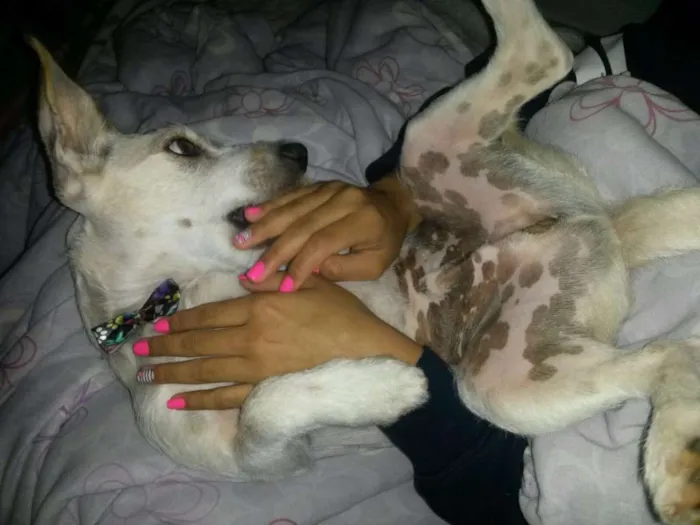 Cachorro ra a Vira-lata idade 1 ano nome Paçoca