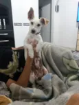 Paçoca