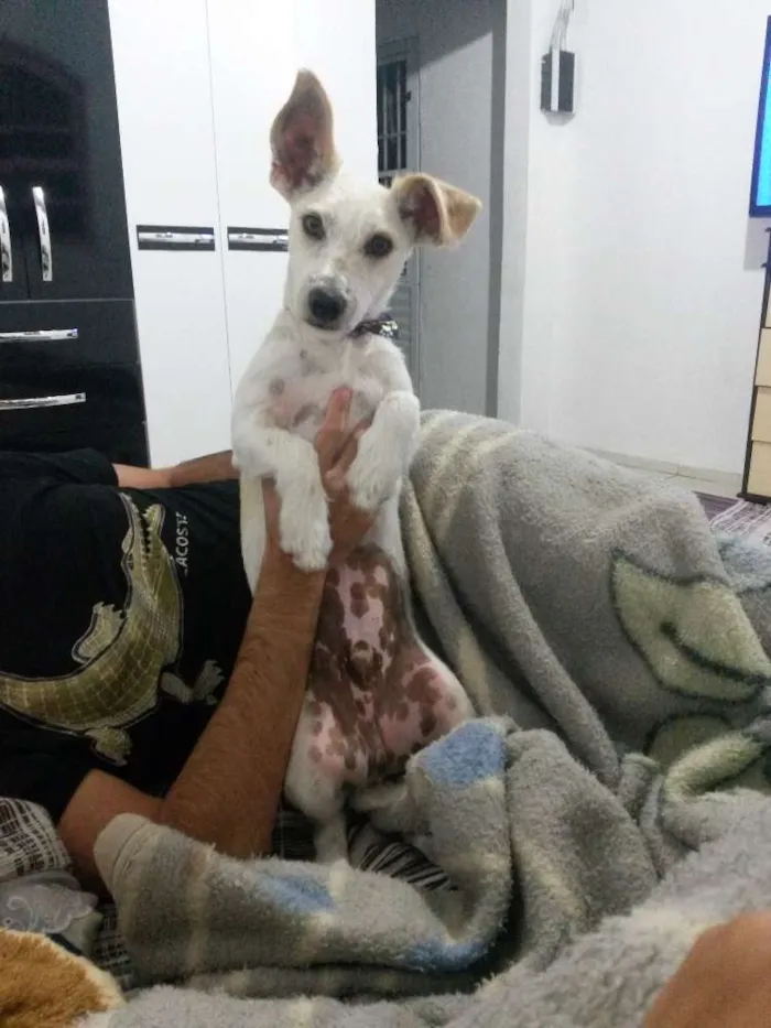 Cachorro ra a Vira-lata idade 1 ano nome Paçoca