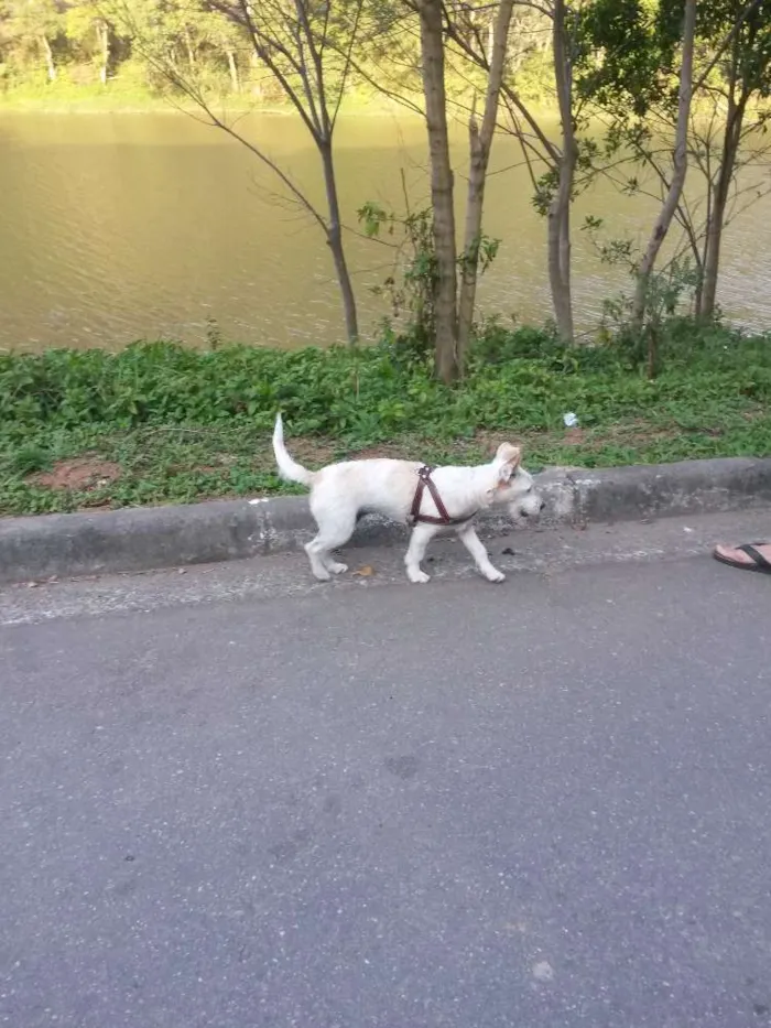 Cachorro ra a Vira-lata idade 1 ano nome Paçoca