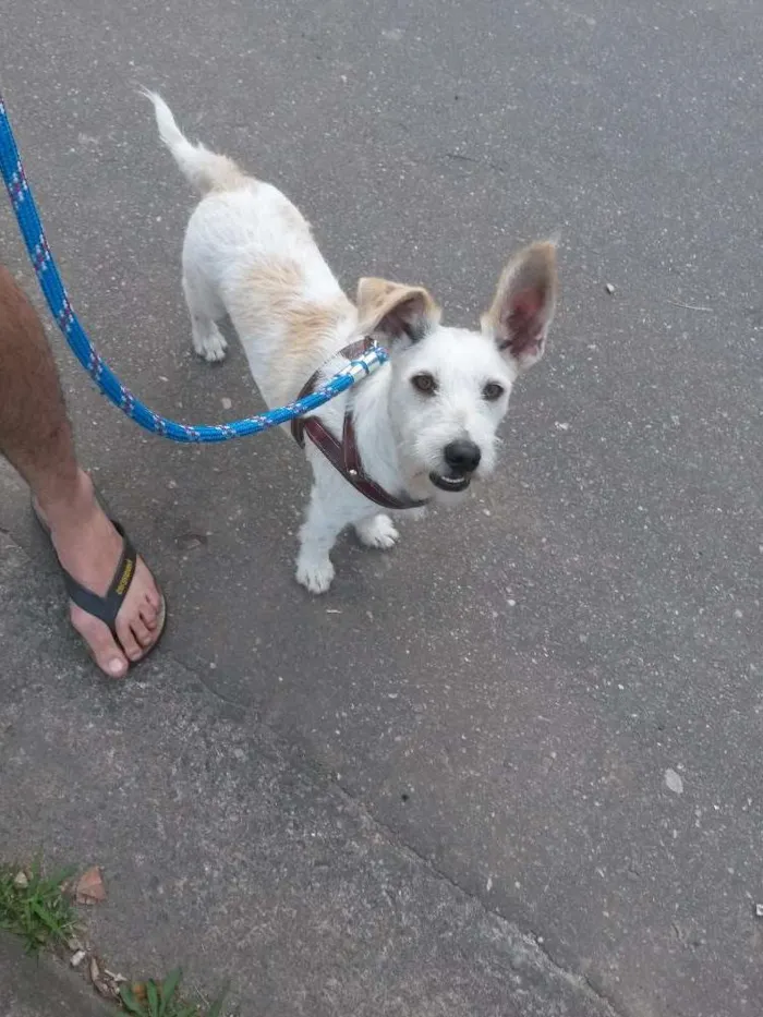 Cachorro ra a Vira-lata idade 1 ano nome Paçoca