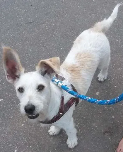 Cachorro ra a Vira-lata idade 1 ano nome Paçoca