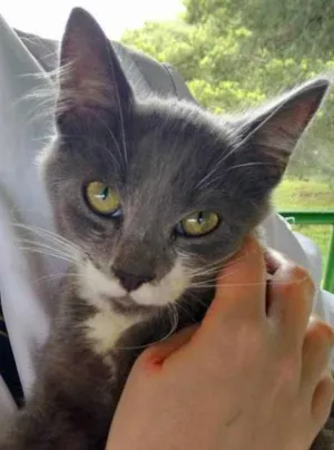 Gato raça SRD idade 1 ano nome Evaristo