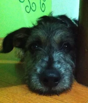 Cachorro raça SRD idade 2 a 6 meses nome Estopinha