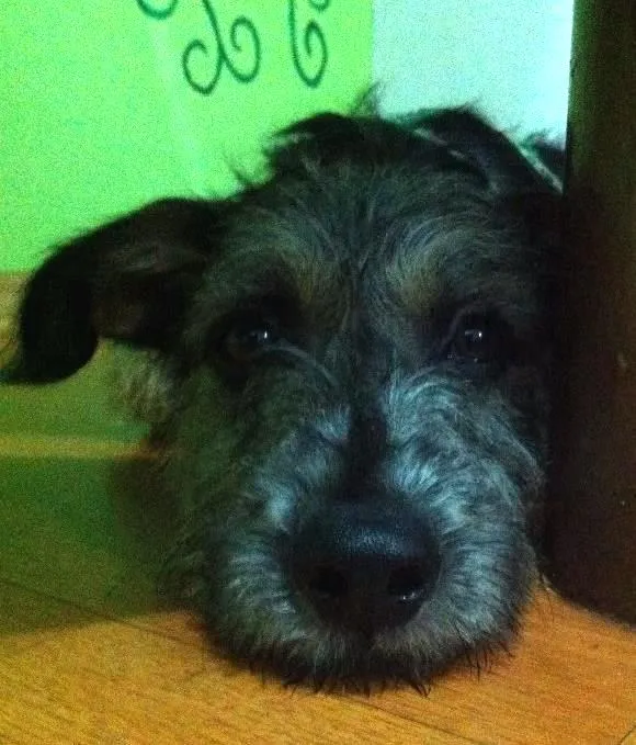Cachorro ra a SRD idade 2 a 6 meses nome Estopinha