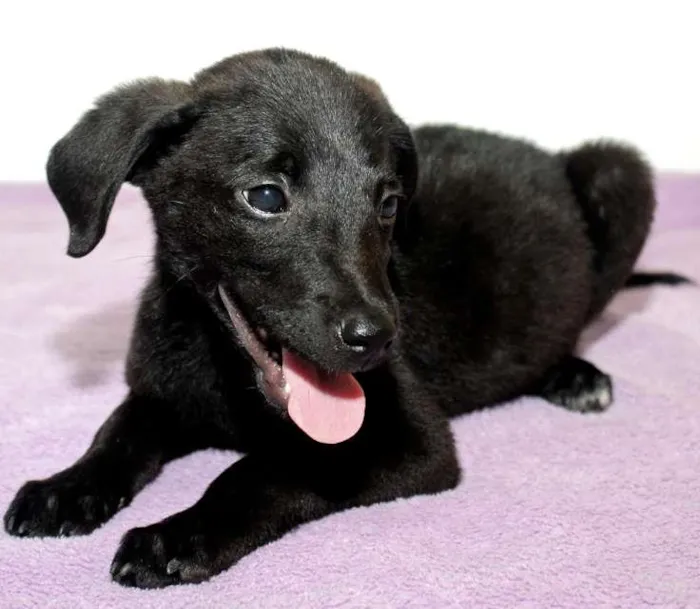 Cachorro ra a Não definida idade Abaixo de 2 meses nome Slash