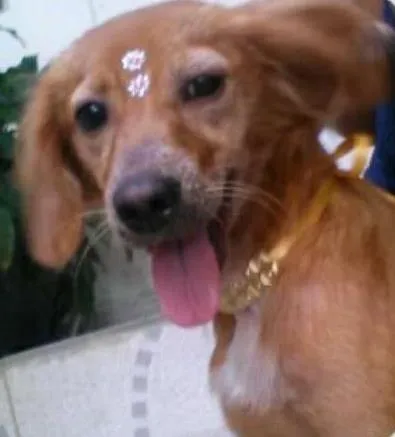 Cachorro ra a vira lata idade 7 a 11 meses nome Não sabemos 