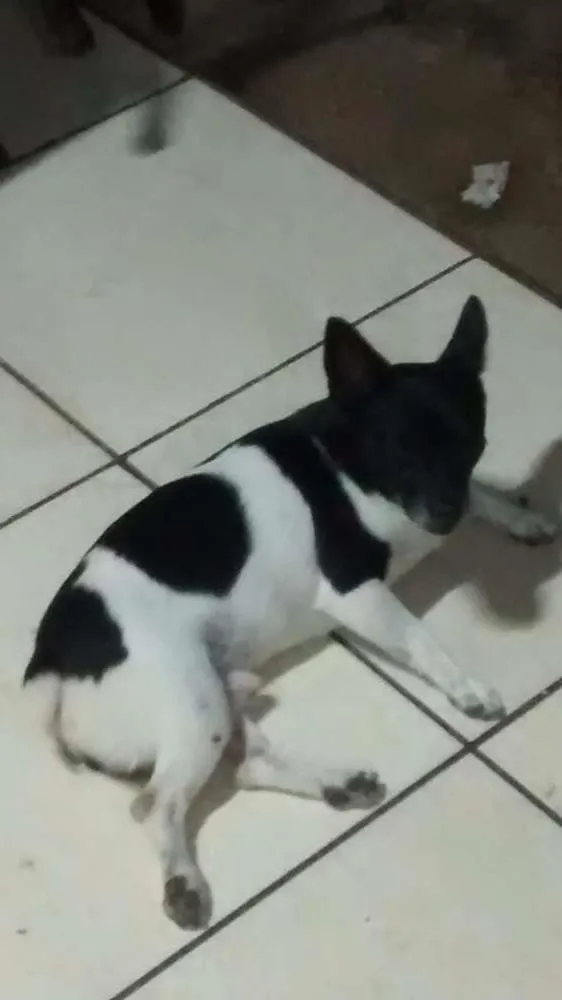 Cachorro ra a Sem raça definida idade 3 anos nome Sansão