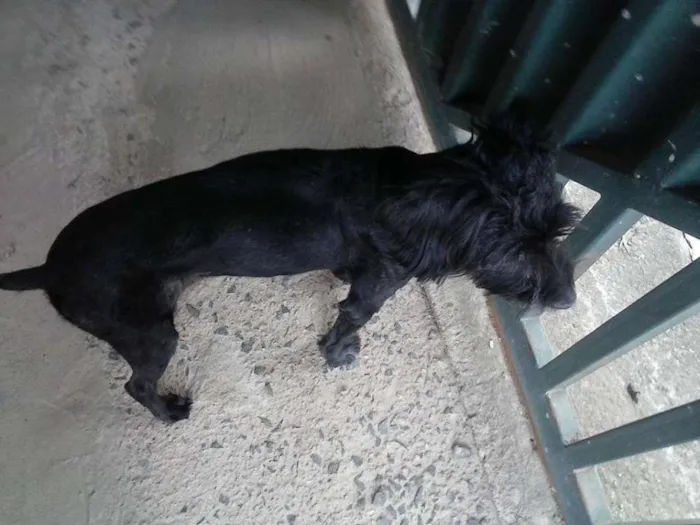 Cachorro ra a Pooldo 2  idade 6 ou mais anos nome Pandora