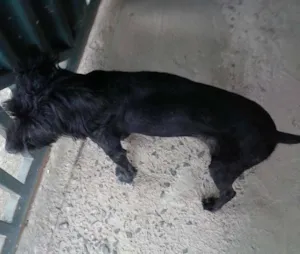 Cachorro raça Pooldo 2  idade 6 ou mais anos nome Pandora