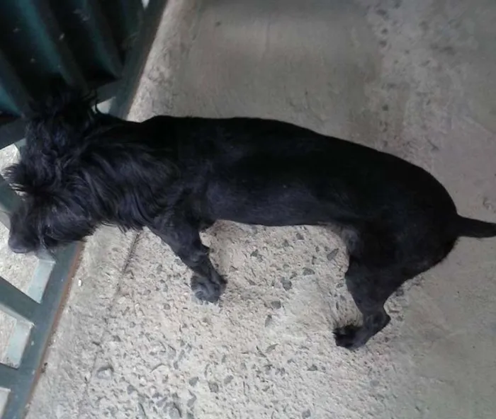 Cachorro ra a Pooldo 2  idade 6 ou mais anos nome Pandora