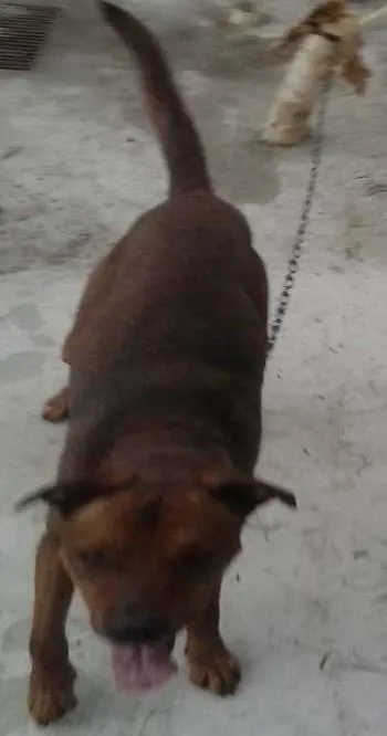 Cachorro ra a Indefinido idade 3 anos nome Thor