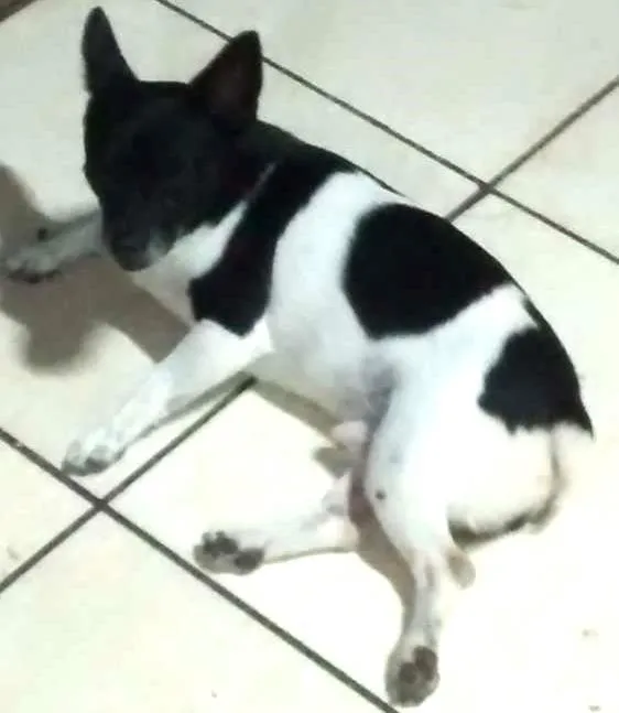 Cachorro ra a Sem raça definida idade 3 anos nome Sansão
