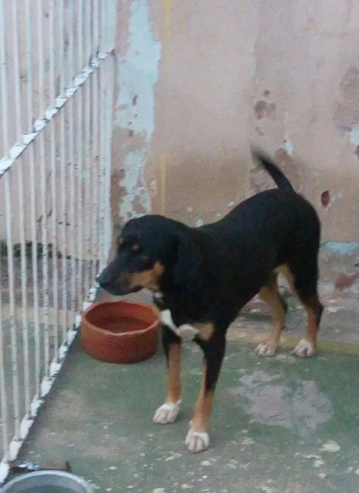 Cachorro ra a SRD idade 2 anos nome Rosa