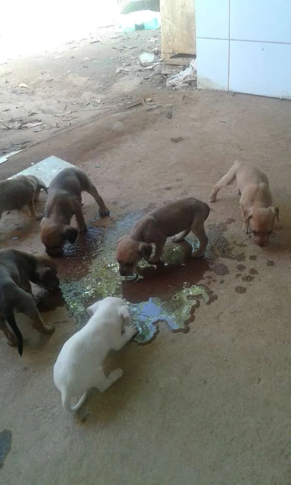 Cachorro ra a viralata idade Abaixo de 2 meses nome filhote