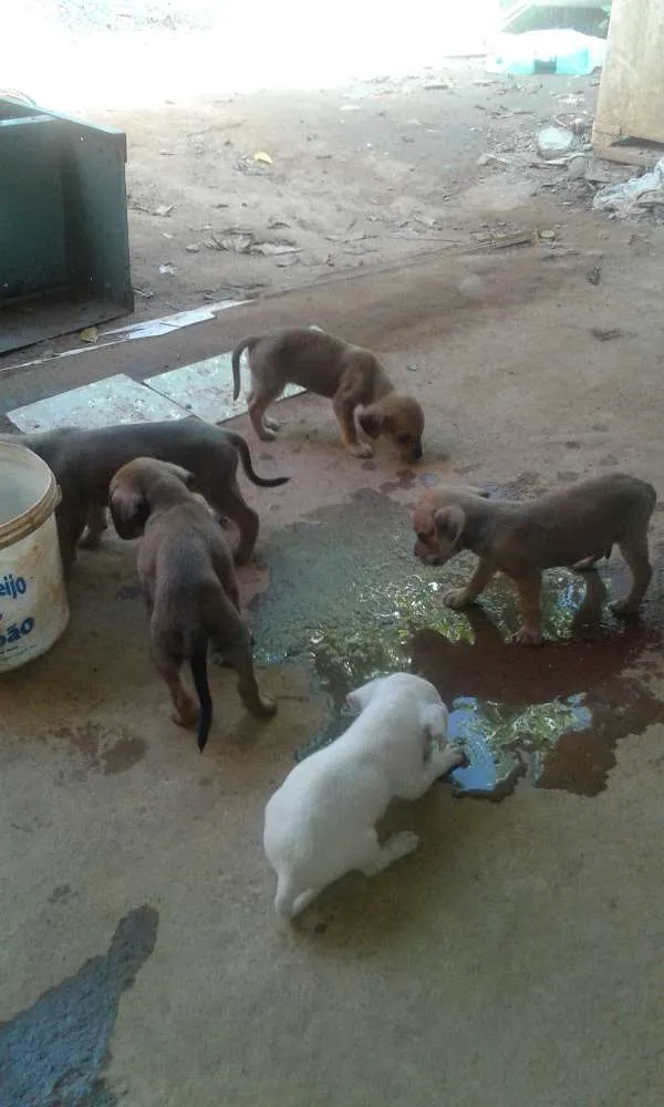 Cachorro ra a viralata idade Abaixo de 2 meses nome filhote