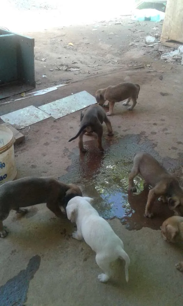 Cachorro ra a viralata idade Abaixo de 2 meses nome filhote