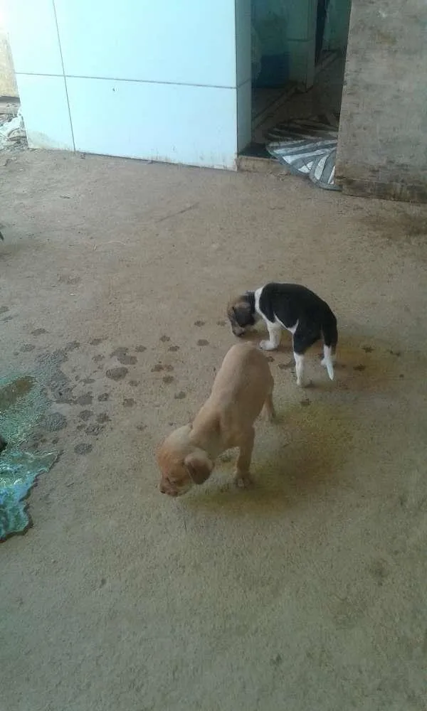 Cachorro ra a viralata idade Abaixo de 2 meses nome filhote