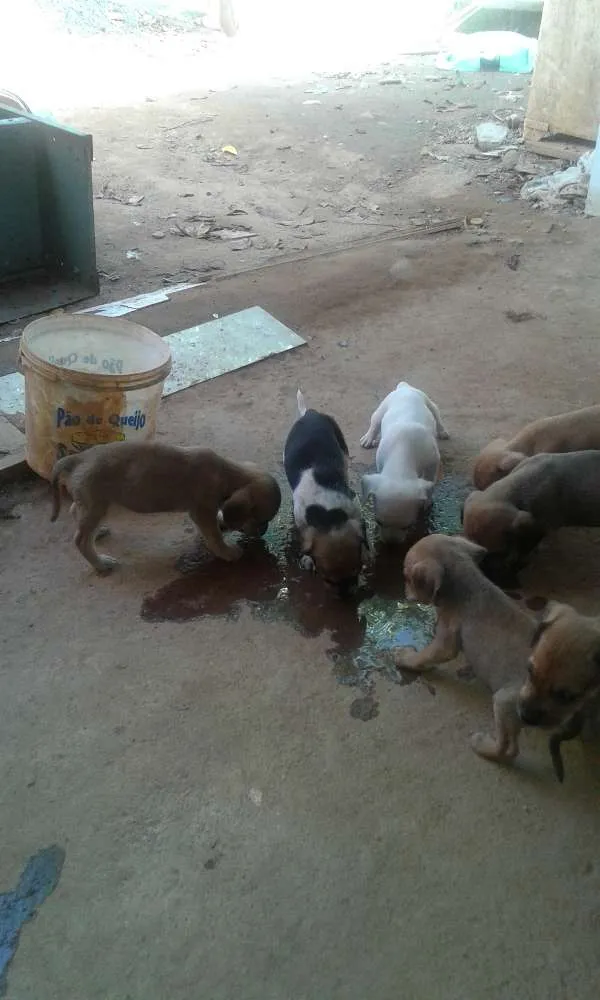 Cachorro ra a viralata idade Abaixo de 2 meses nome filhote