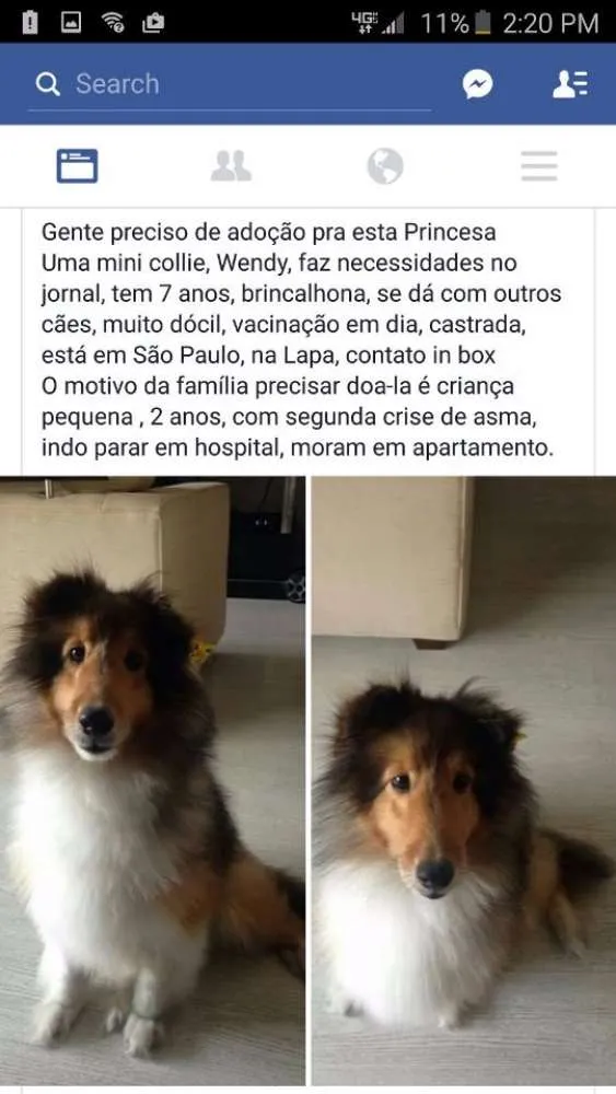 Cachorro ra a  idade 6 ou mais anos nome LOUI