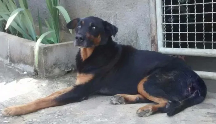 Cachorro raça ROTTEWELLWE MIX idade  nome THOR
