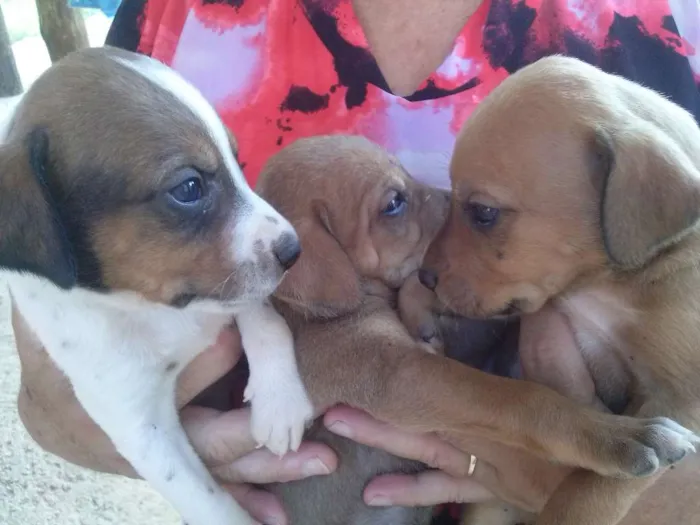 Cachorro raça  idade Abaixo de 2 meses nome Filhotes