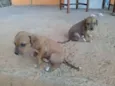 Filhotes