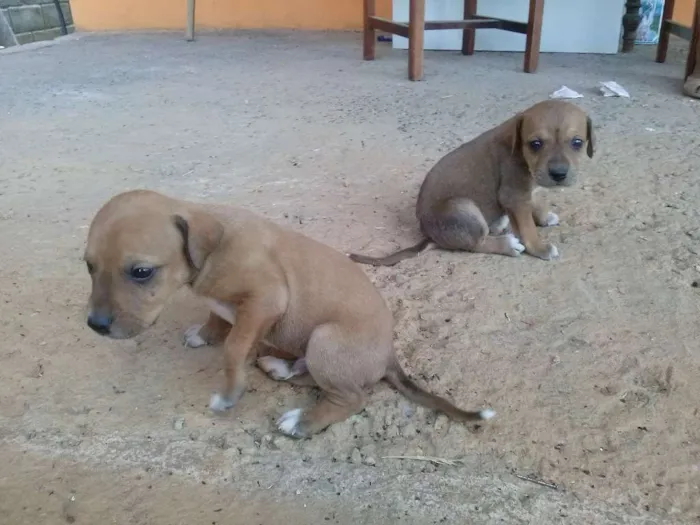 Cachorro raça  idade Abaixo de 2 meses nome Filhotes
