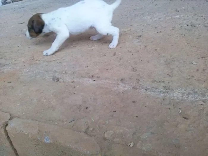 Cachorro raça  idade Abaixo de 2 meses nome Filhotes