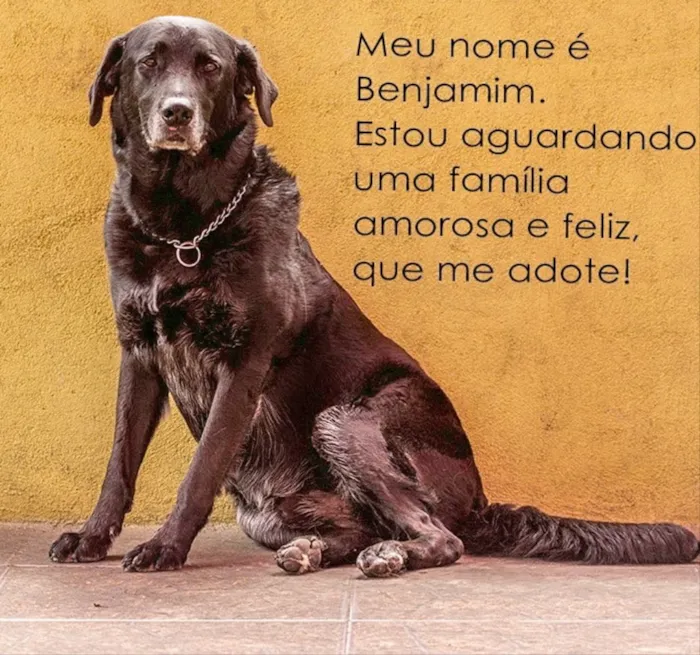 Cachorro ra a Labrador idade 6 ou mais anos nome Benjamin