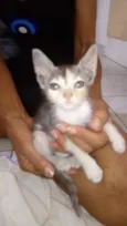 Gatinhos
