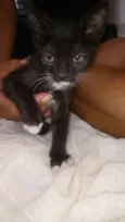 Gatinhos