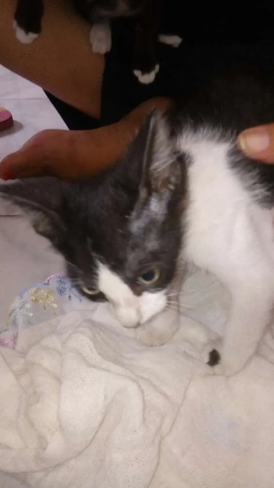 Gato ra a SRD idade Abaixo de 2 meses nome Gatinhos