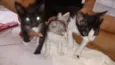 Gatinhos