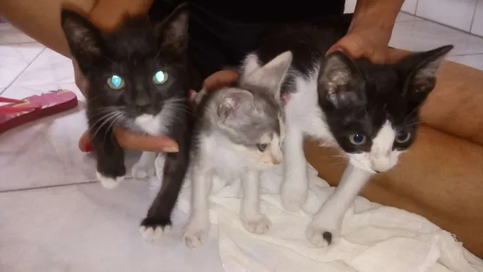 Gato ra a SRD idade Abaixo de 2 meses nome Gatinhos