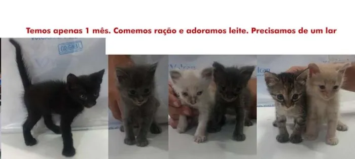 Gato raça  idade Abaixo de 2 meses nome fofinho