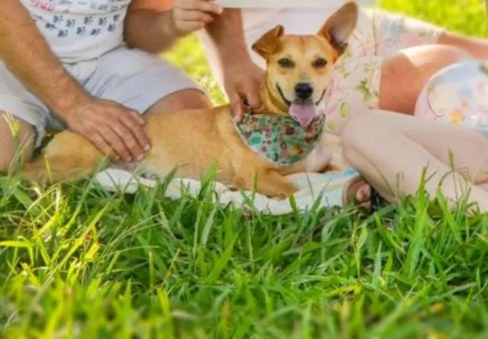 Cachorro ra a Sem raça definida idade 5 anos nome Pink