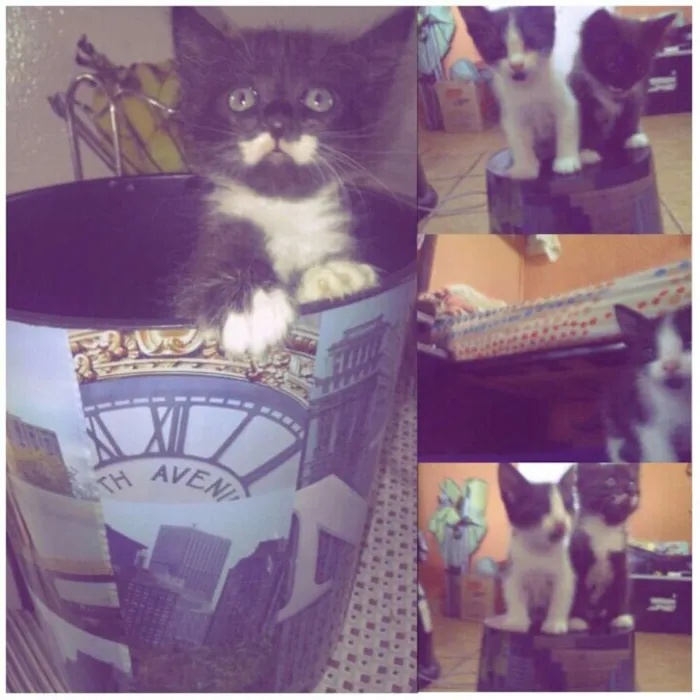 Gato raça  idade Abaixo de 2 meses nome Pretinha e atleticana