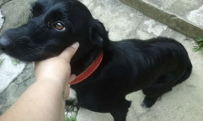 Cachorro ra a Vira Lata idade 7 a 11 meses nome Pipoca