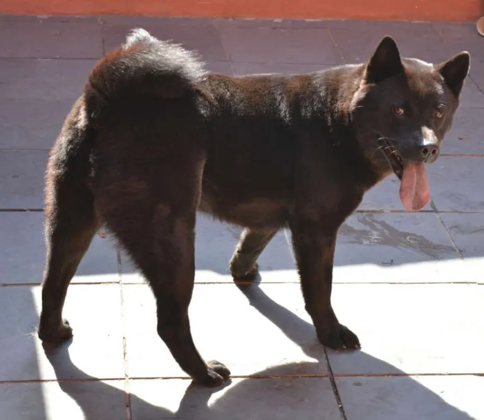 Cachorro ra a Akita com Chow chow idade 3 anos nome Zuma GRATIFICA