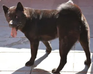 Cachorro raça Akita com Chow chow idade 3 anos nome Zuma GRATIFICA