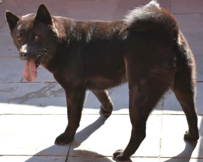 Cachorro ra a Akita com Chow chow idade 3 anos nome Zuma GRATIFICA