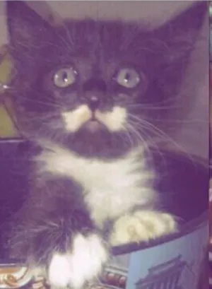 Gato raça  idade Abaixo de 2 meses nome Pretinha e atleticana