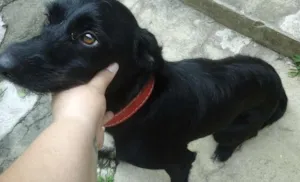 Cachorro raça Vira Lata idade 7 a 11 meses nome Pipoca