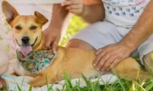 Cachorro raça Sem raça definida idade 5 anos nome Pink